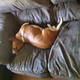Illustration for article titled I am normally #TeamDog, but...